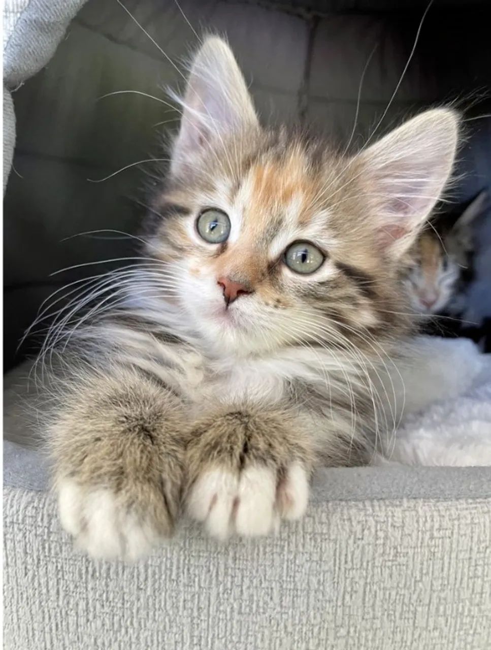 Maine Coon  *- Gato com  Desconto  - *