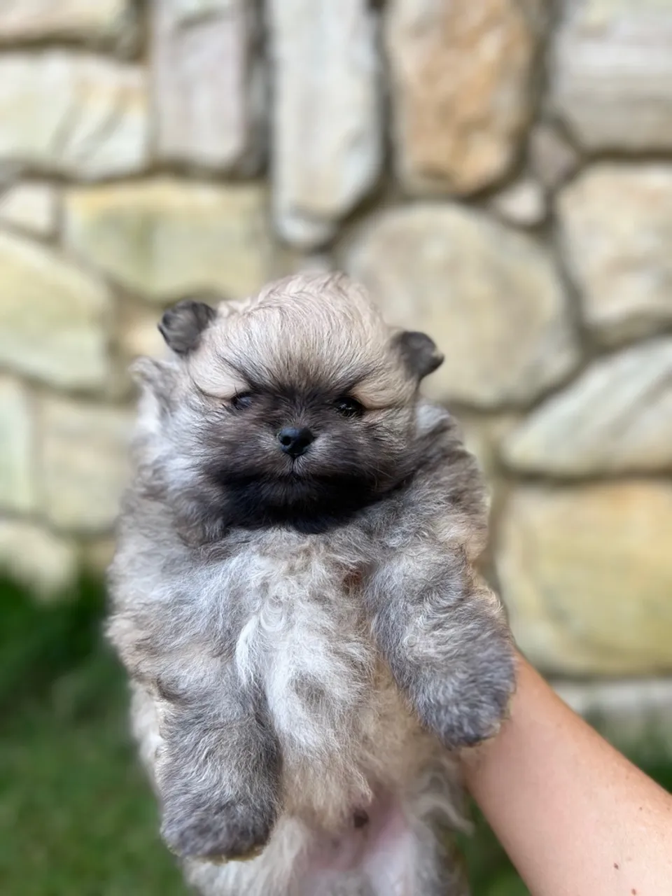 Filhote de Spitz Alemão - Fofura em 4 Patas!