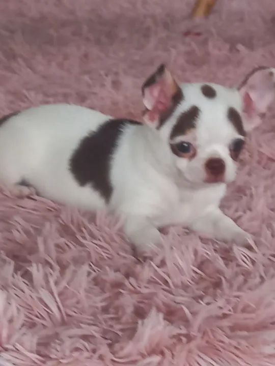 Macho chocolate com branco  - Foto 2