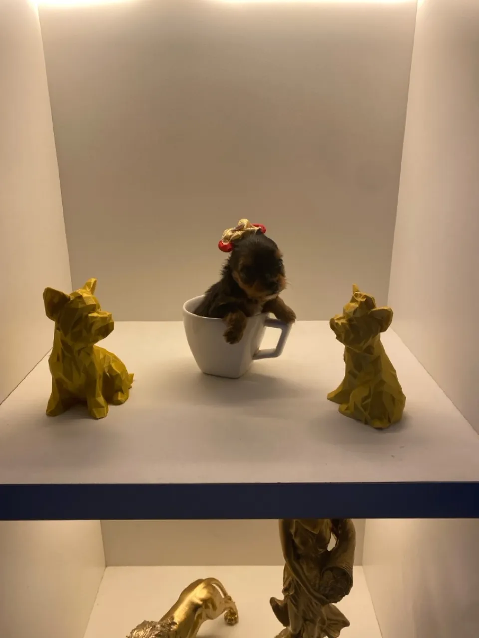 Yorkshire miniatura fêmea, a menor York de Sergipe