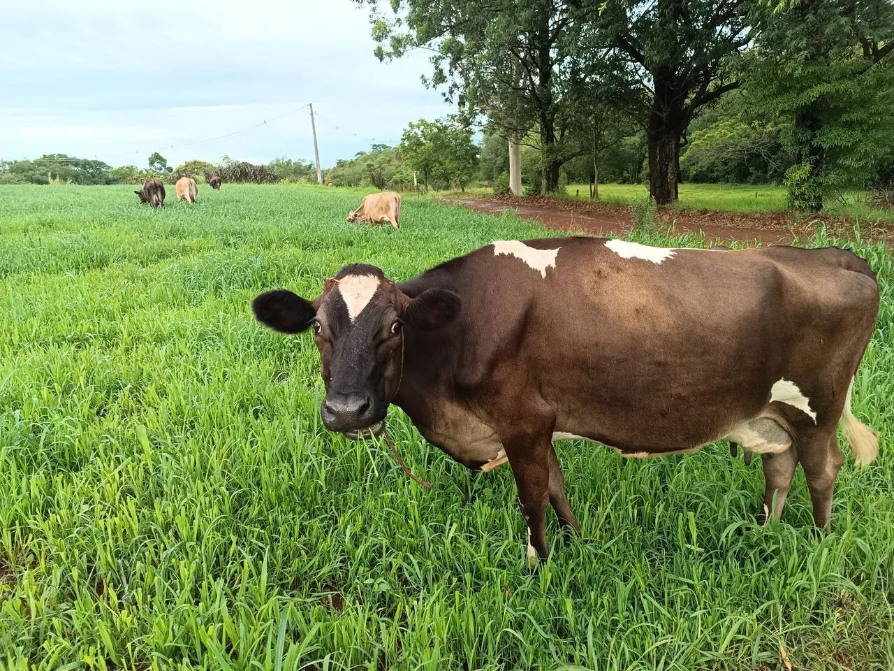 Vendo vacas, 5 mil cada uma  - Foto 2