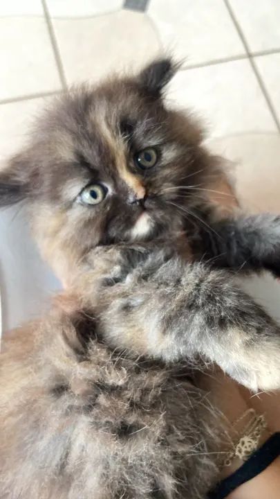 Gato persa fêmea - Foto 2