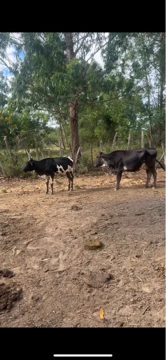 1 Vaca 2 Novilhas 