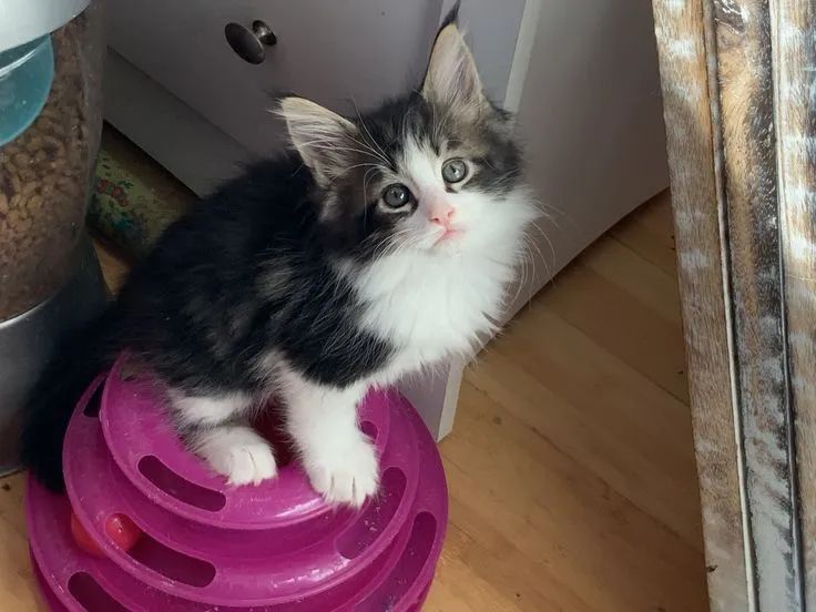 Filhotes disponíveis siberiano  - Foto 2