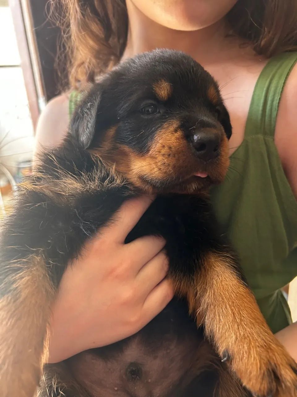 filhotes Rottweiler - Foto 2