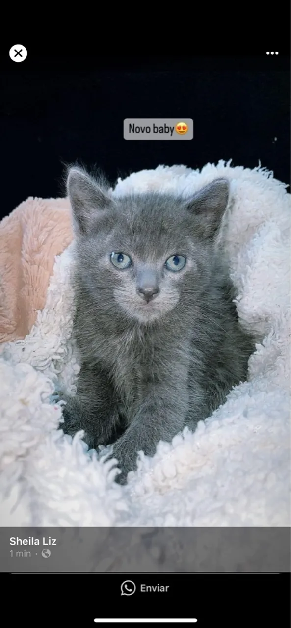 Gatinho cinza