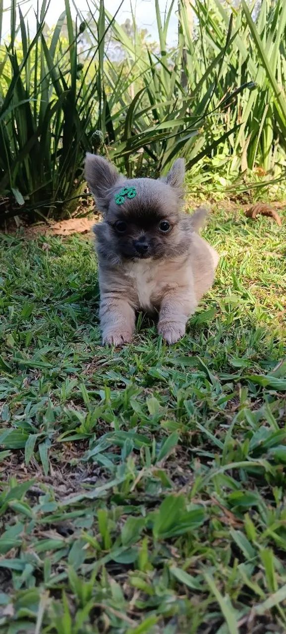 Lindos chihuahua pelo longo 