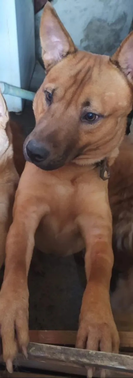 Caramelinho para doação