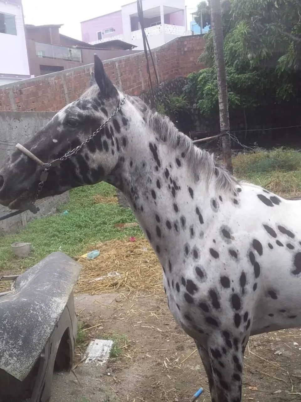 Potro Appaloosa  - Foto 4