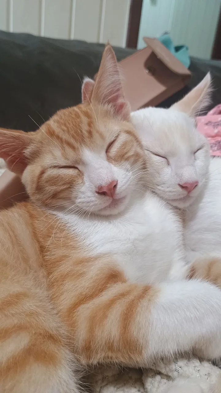 Gatinhos fofinhos para adoção