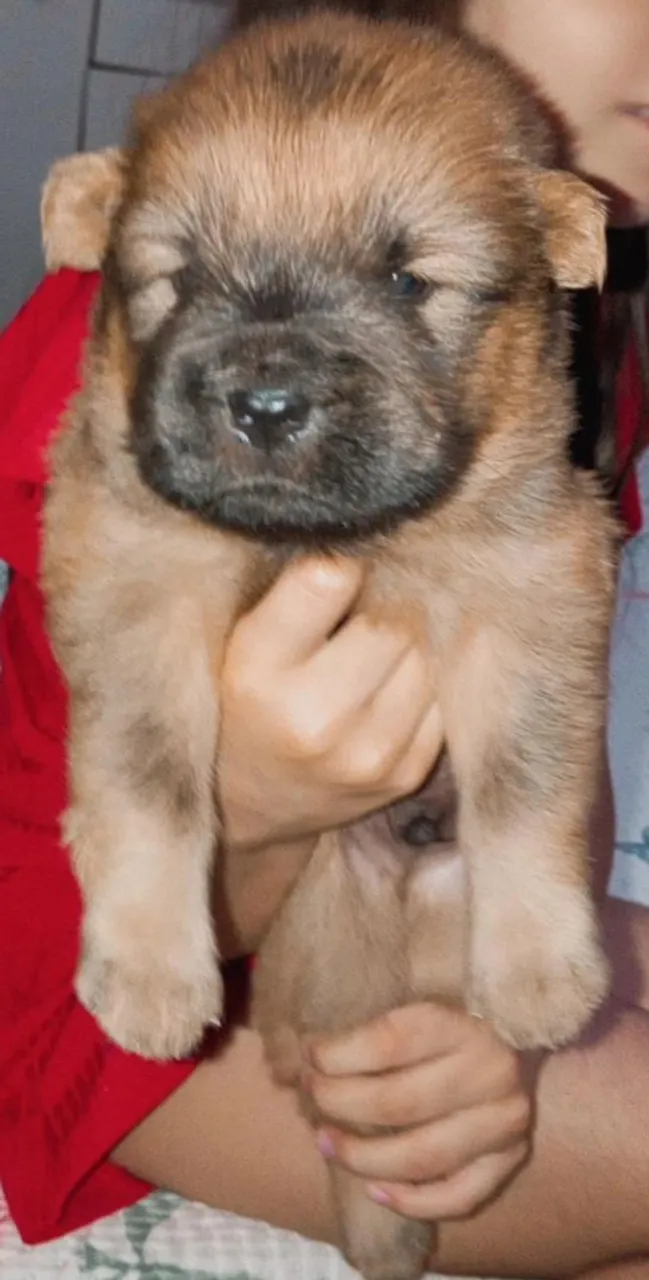 Filhote Chow-Chow macho 