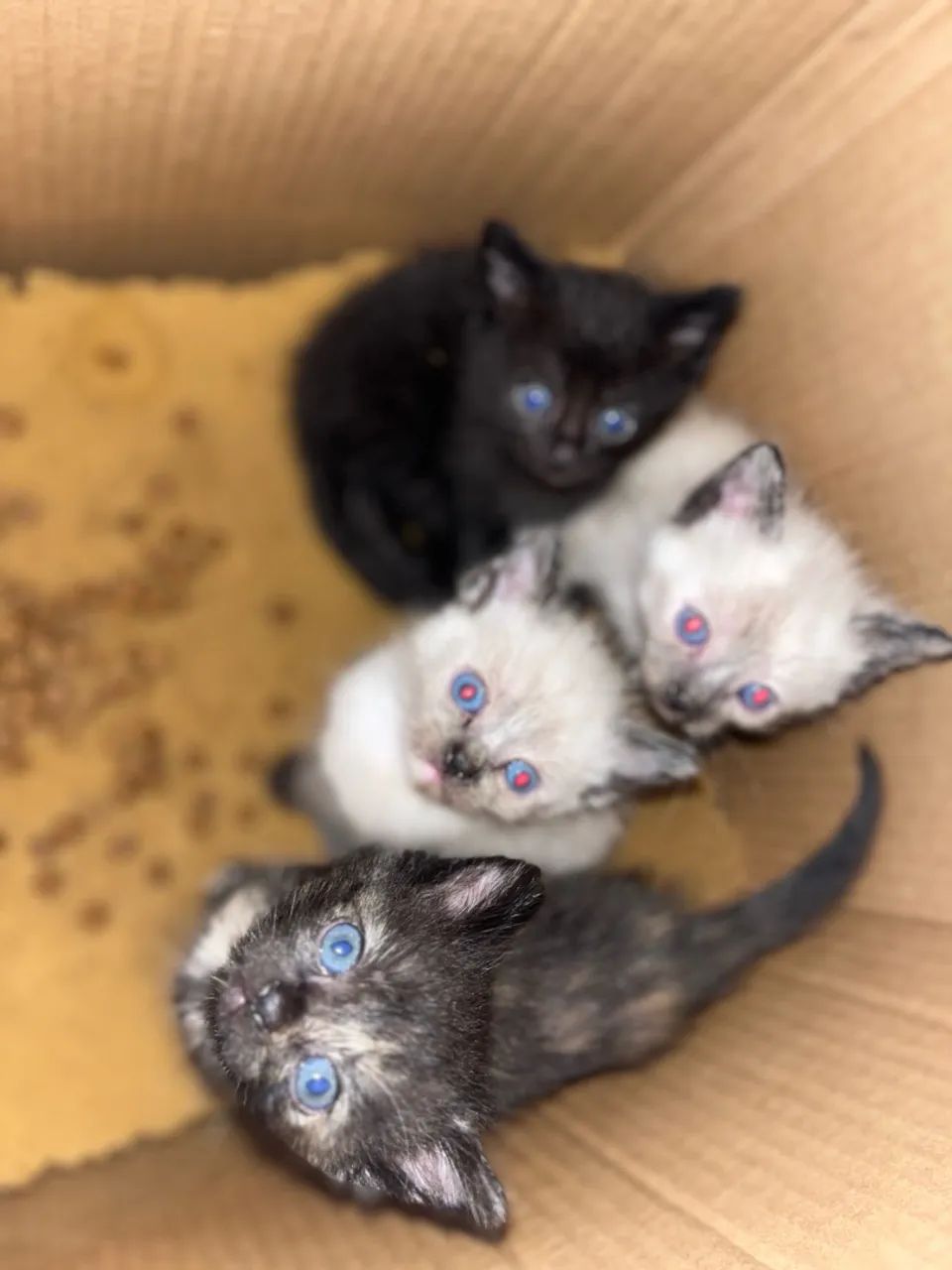 Gatinho filhote com olhos azuis - Foto 5