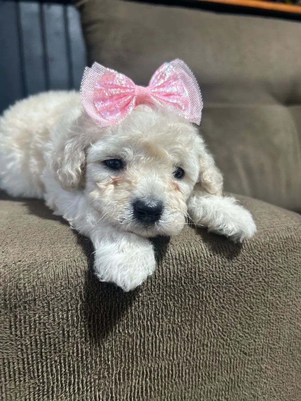 Filhotes de Poodle toy  - Foto 5