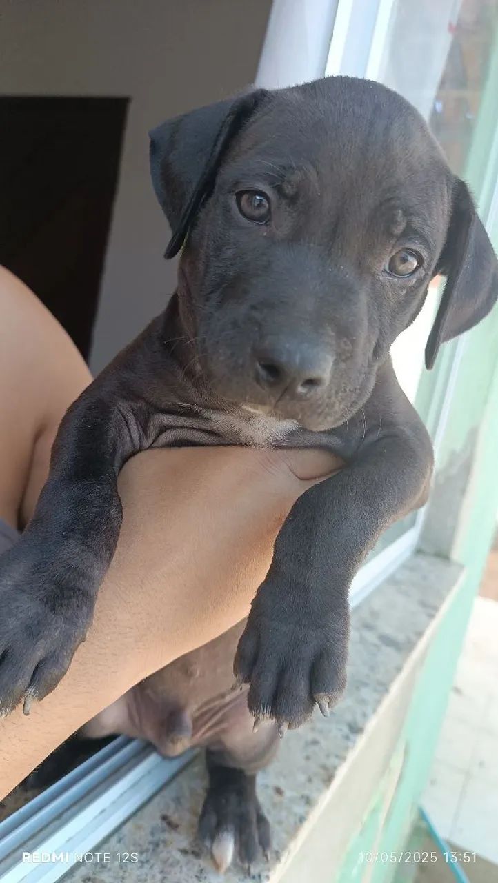 Filhote de Pitbull