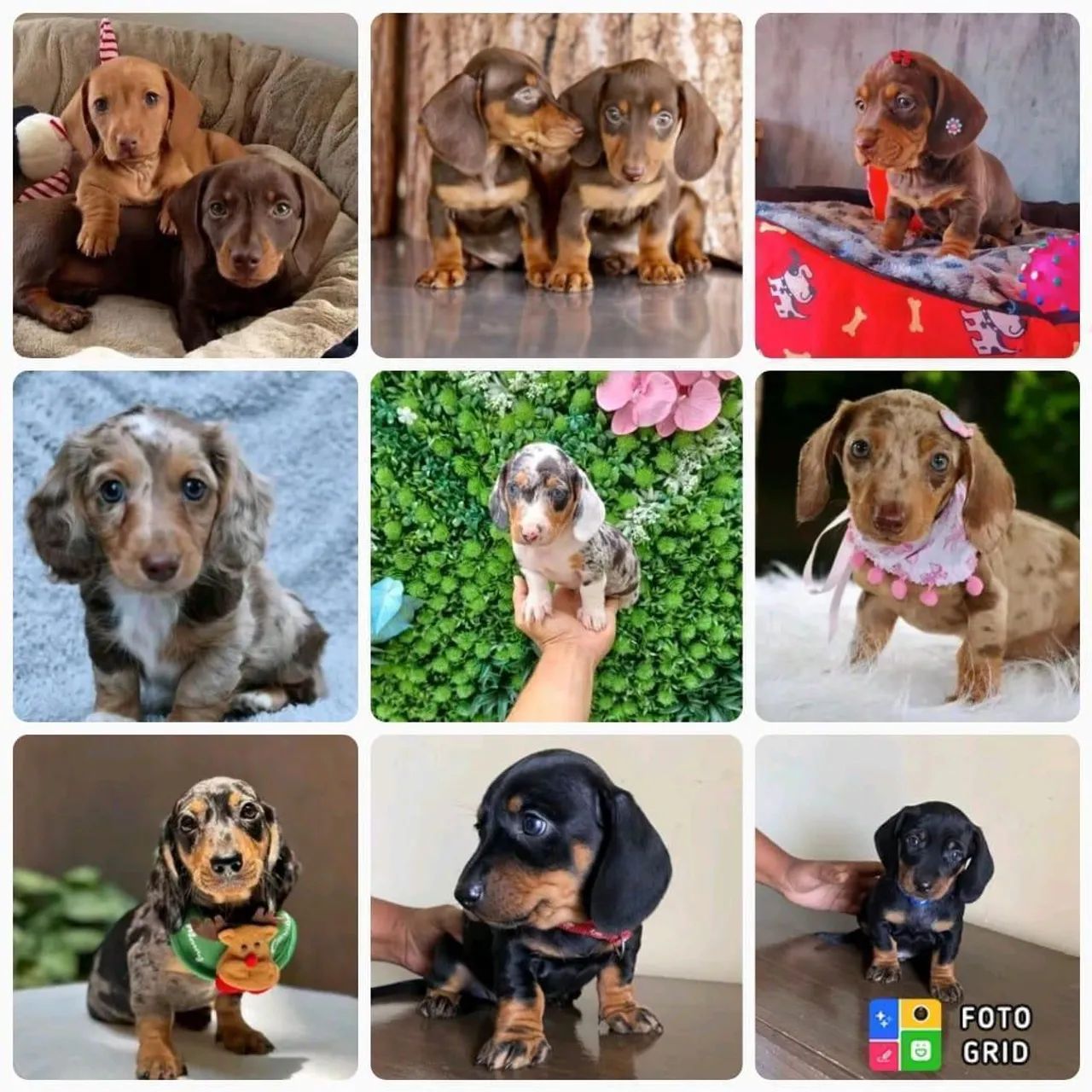 Filhotes de Dachshund / Salsicha / Basset / Cofap 