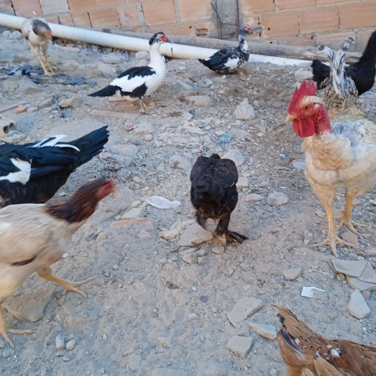 7  Patos para Criação - Foto 4