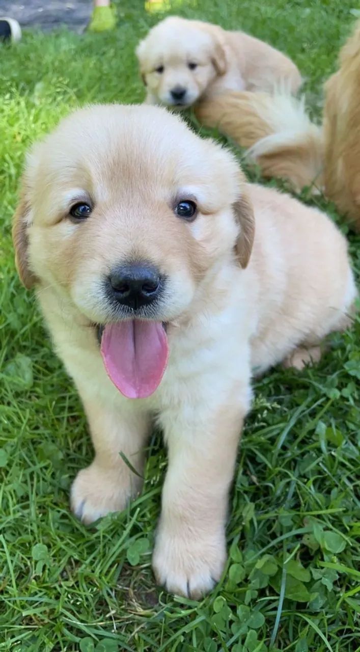 Golden retriever excelente 