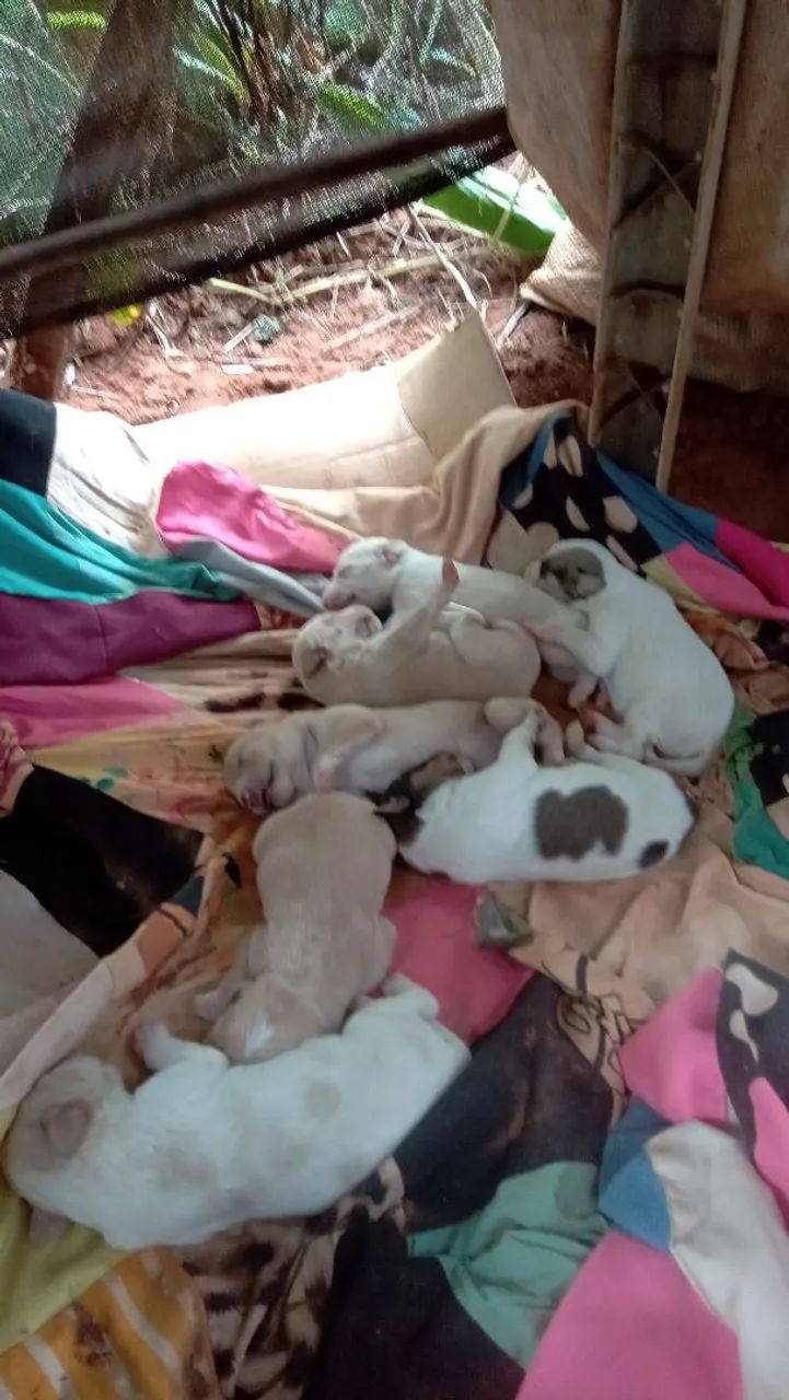 Filhotes de cães raça indefinida