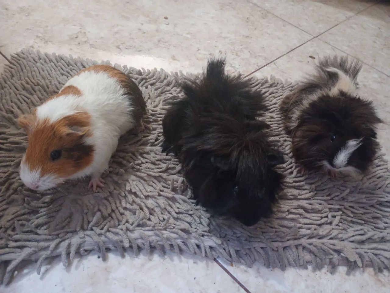 3 porquinhos da índia por apenas 100 reais 