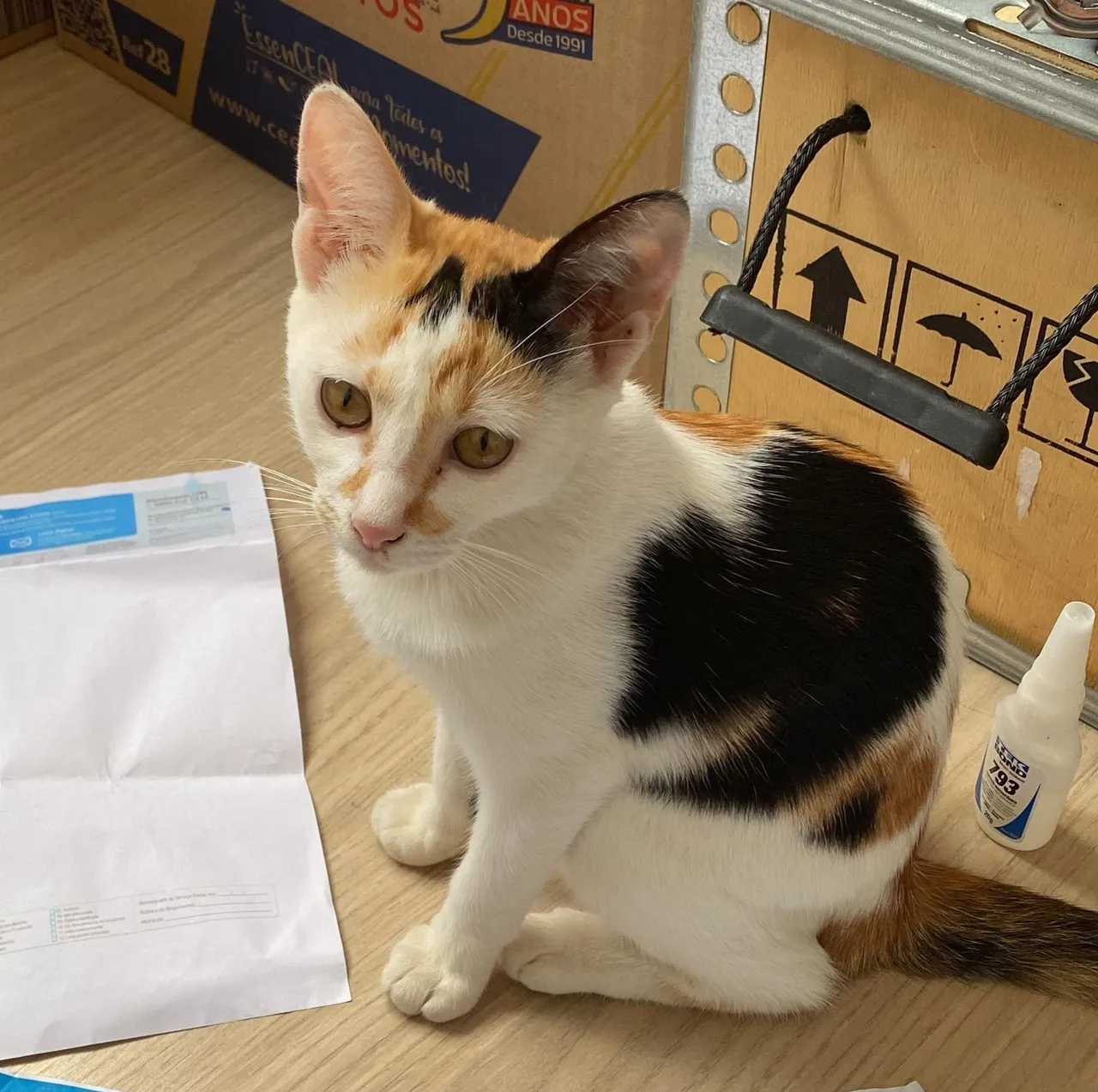 Gatinha para adoção