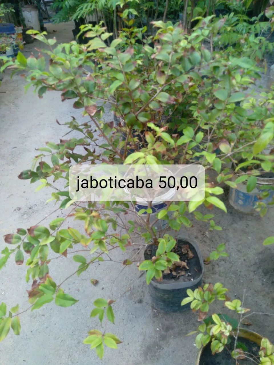 Muda de frutíferas  - Foto 2