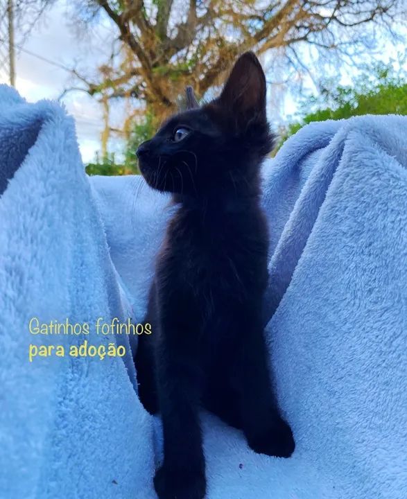 Gatinhos fofinhos para adoção