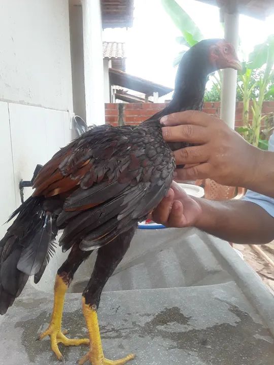 FRANGUINHOS DE RAÇA  - Foto 3