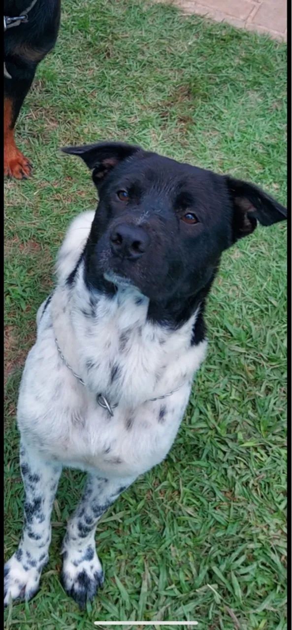 Cachorro Adorável para Adoção - Foto 2