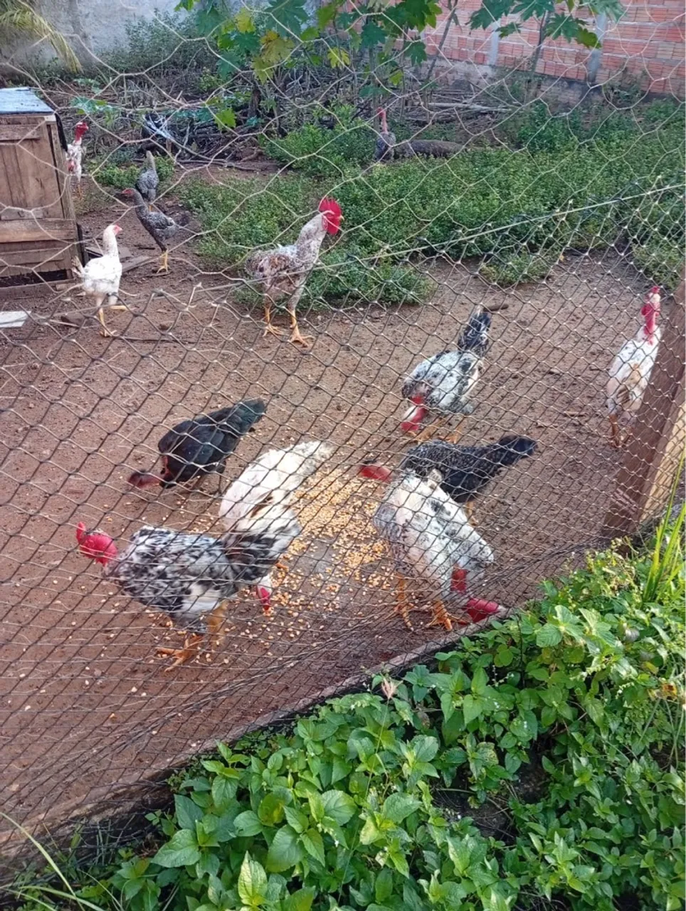 Frango caipirão. 