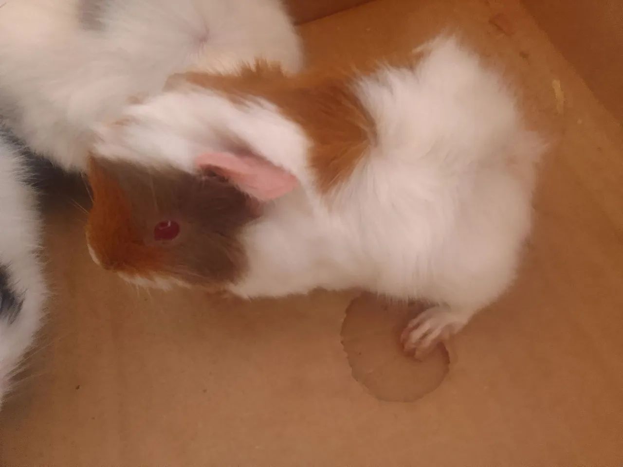 Porquinho da Índia  8564276693859202121