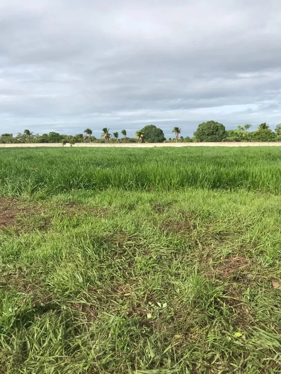 fazenda com 69 hectares na região de Ceará Mirim 100% plana bem localizada