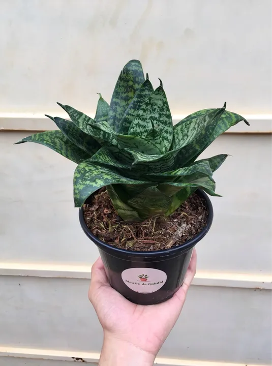 Mini espada-de-São-Jorge - vaso pote 15