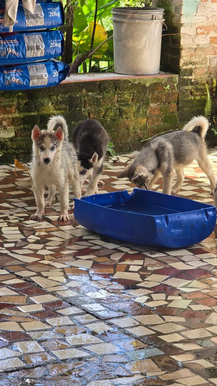 Filhotes de Husky Siberiano fêmeas  - Foto 3
