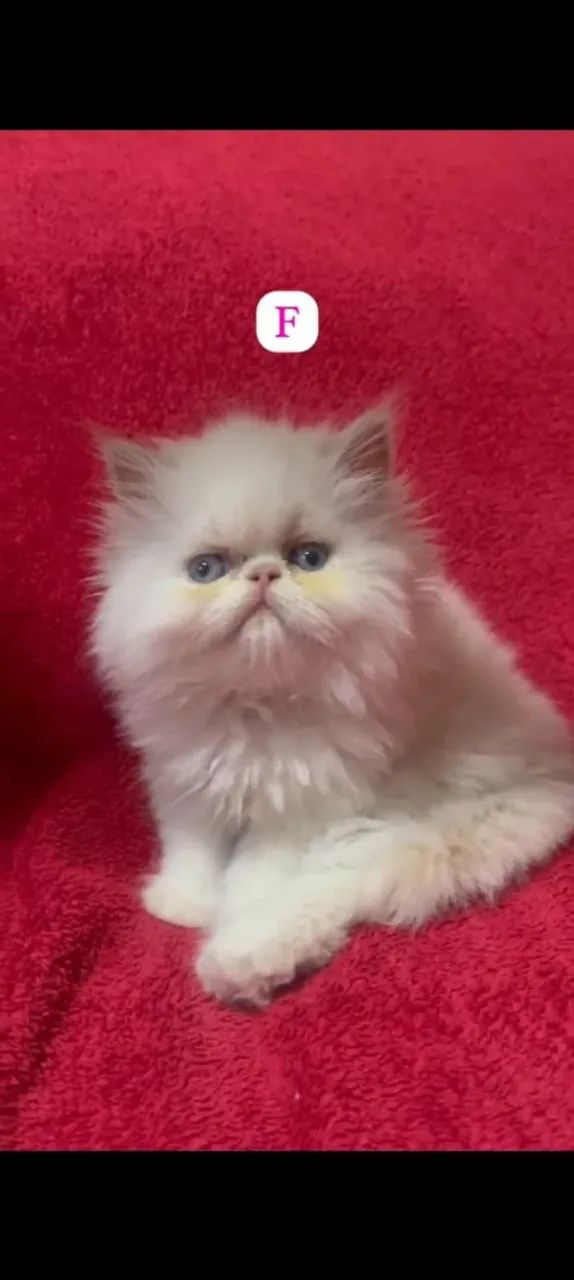 Persa mais lindinho e perfeitos64166870505347122