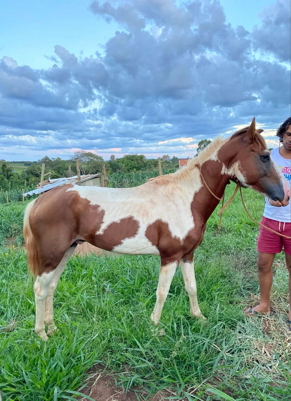 Vendo Cavalo paint horse - Foto 3