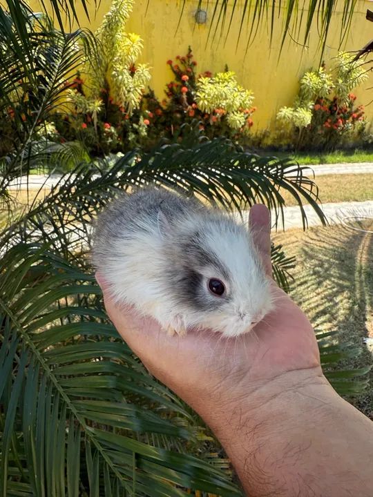 Filhotes de Mini lion a venda.  - Foto 5