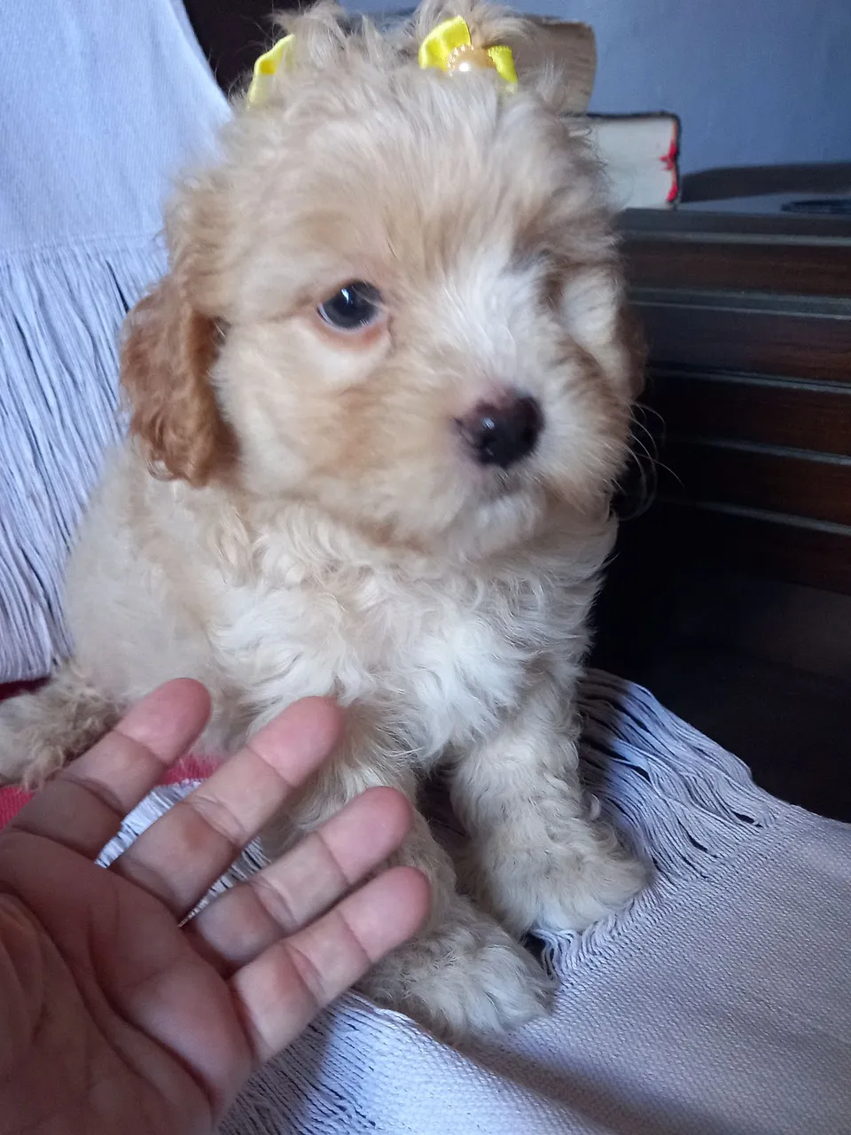 Filhotes de Poodle
