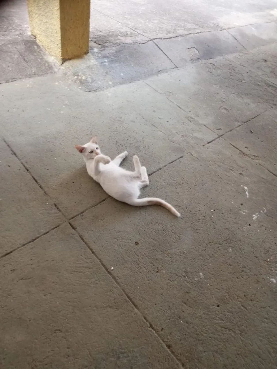 Adoção responsável de Gato - Foto 2