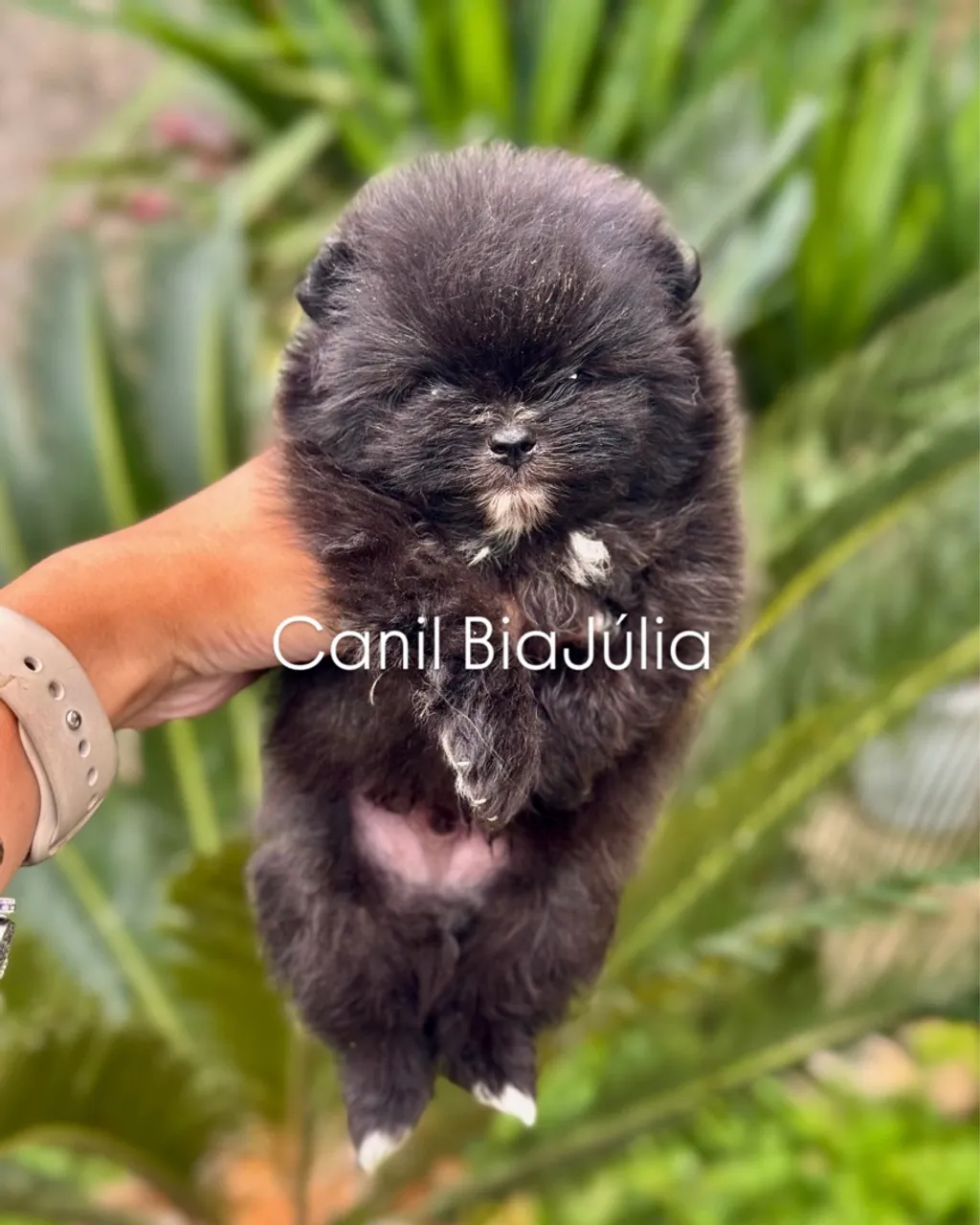 Spitz Alemão/Lulu da Pomerania - Macho - Preto