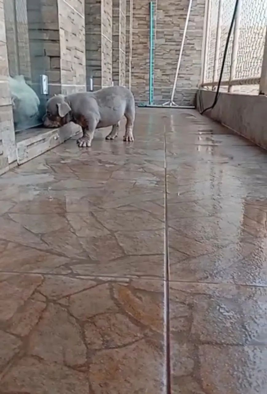 American bully  - Foto 3