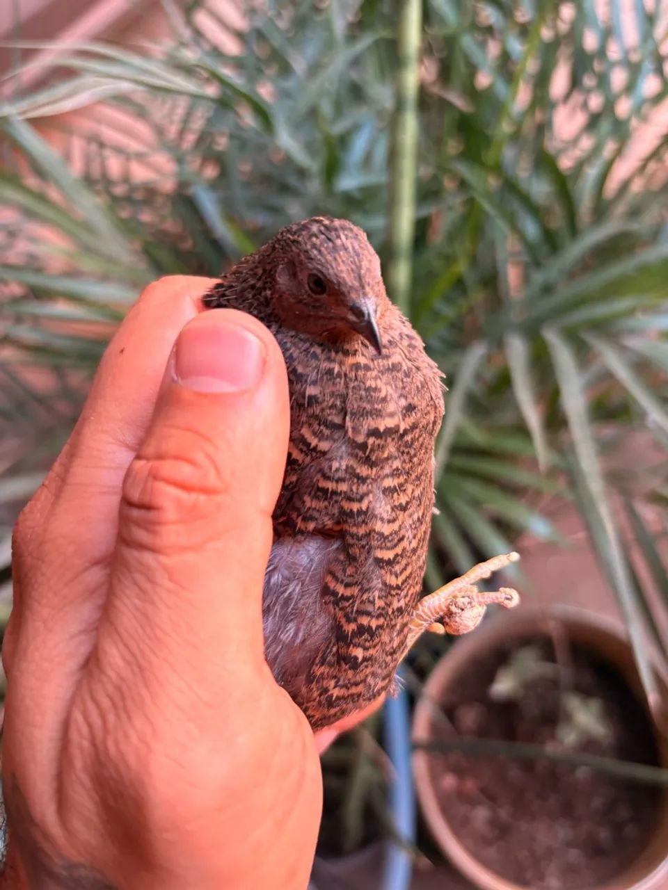 Codornas chinesas  - Foto 4