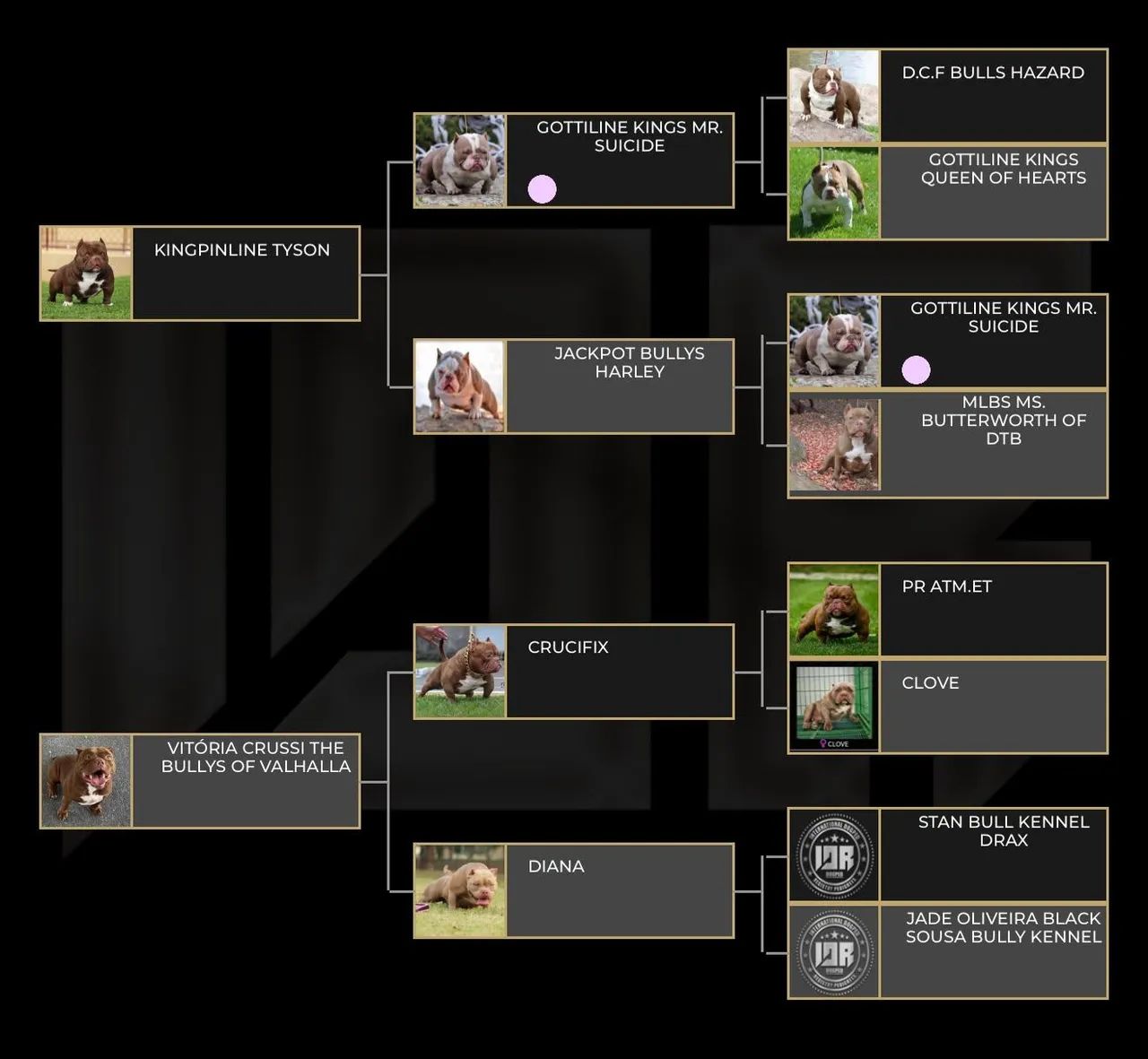American bully nano - Foto 3