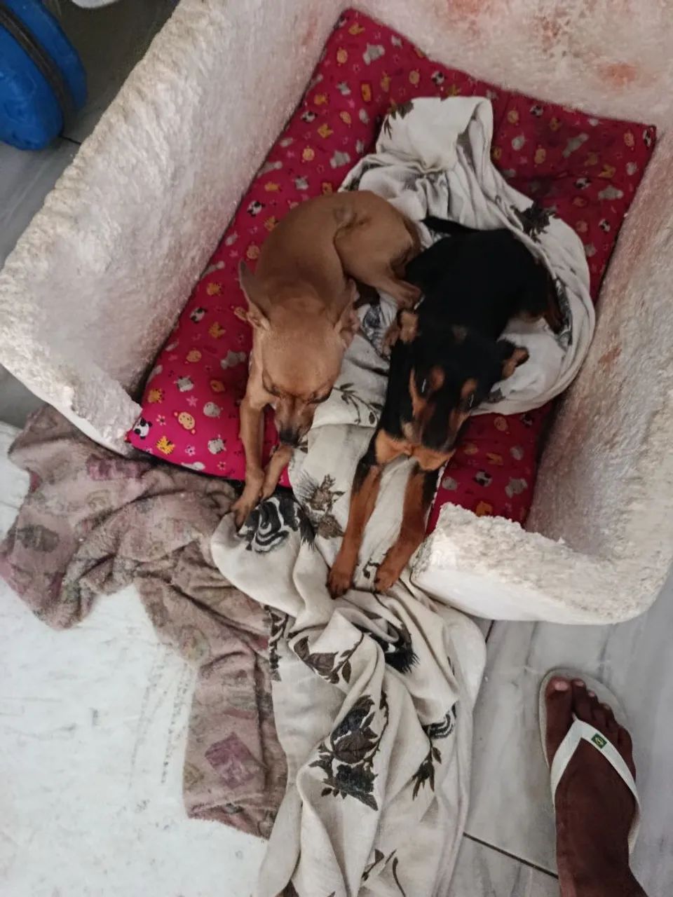 Pinscher 1 - Foto 2