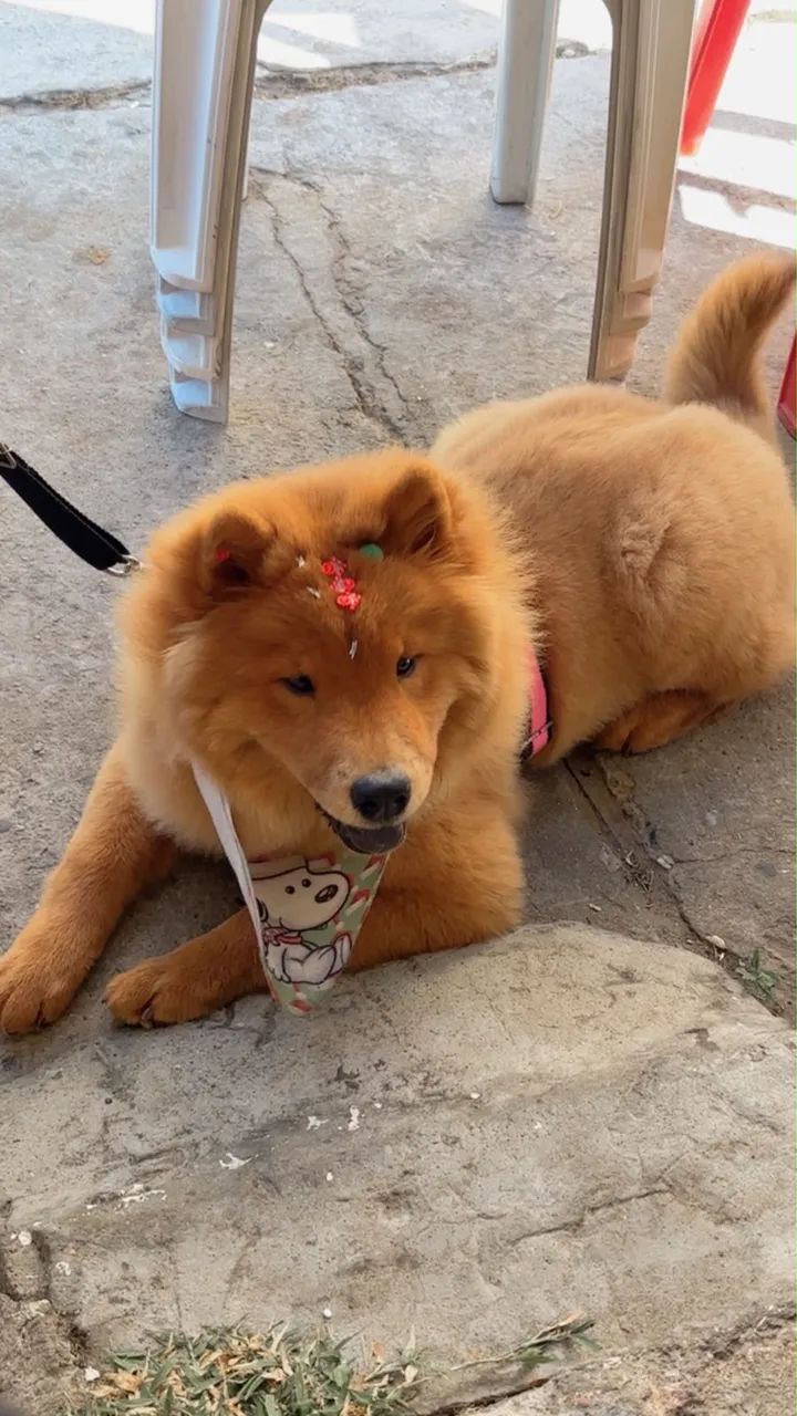 Vendo chow chow  - Foto 3