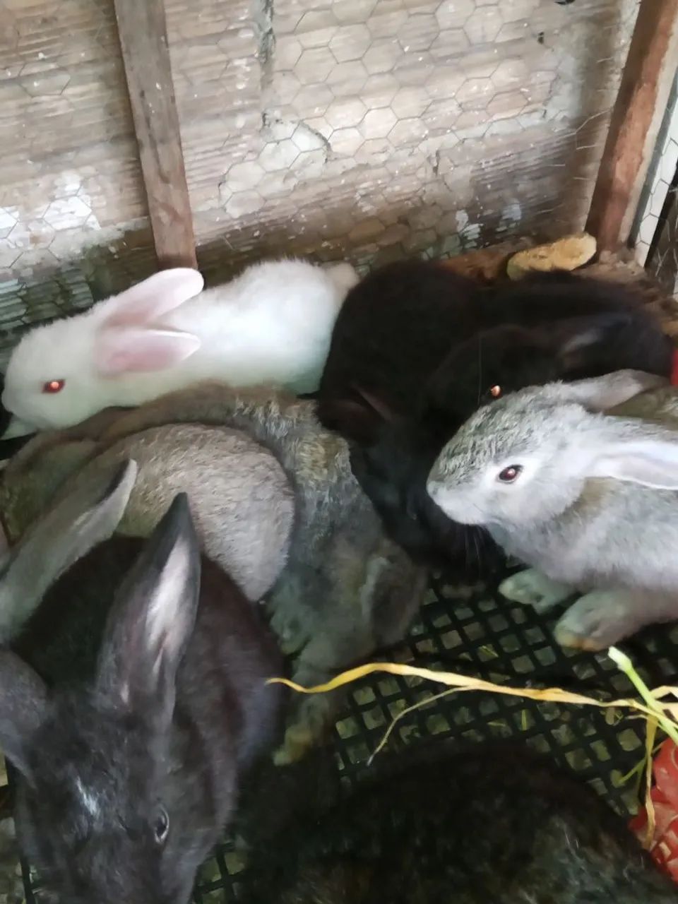 Filhotes de coelho gigante de flander muito bom para carne para pet - Foto 4