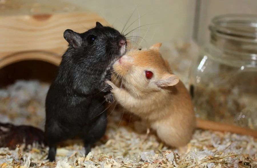 Vendo Gerbil (esquilo da Mongólia)