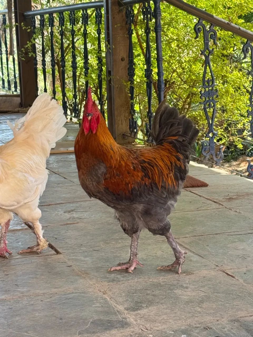 Marans ovos  - Foto 2