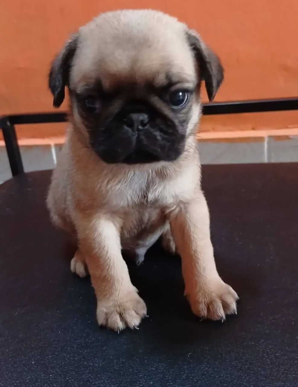 Filhote de pug 