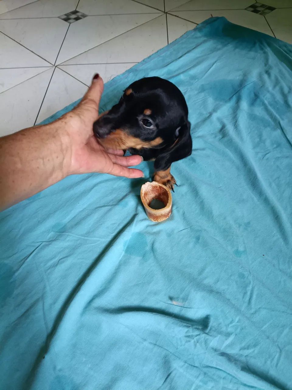 Vende  se um filhote de salsicha macho  - Foto 4