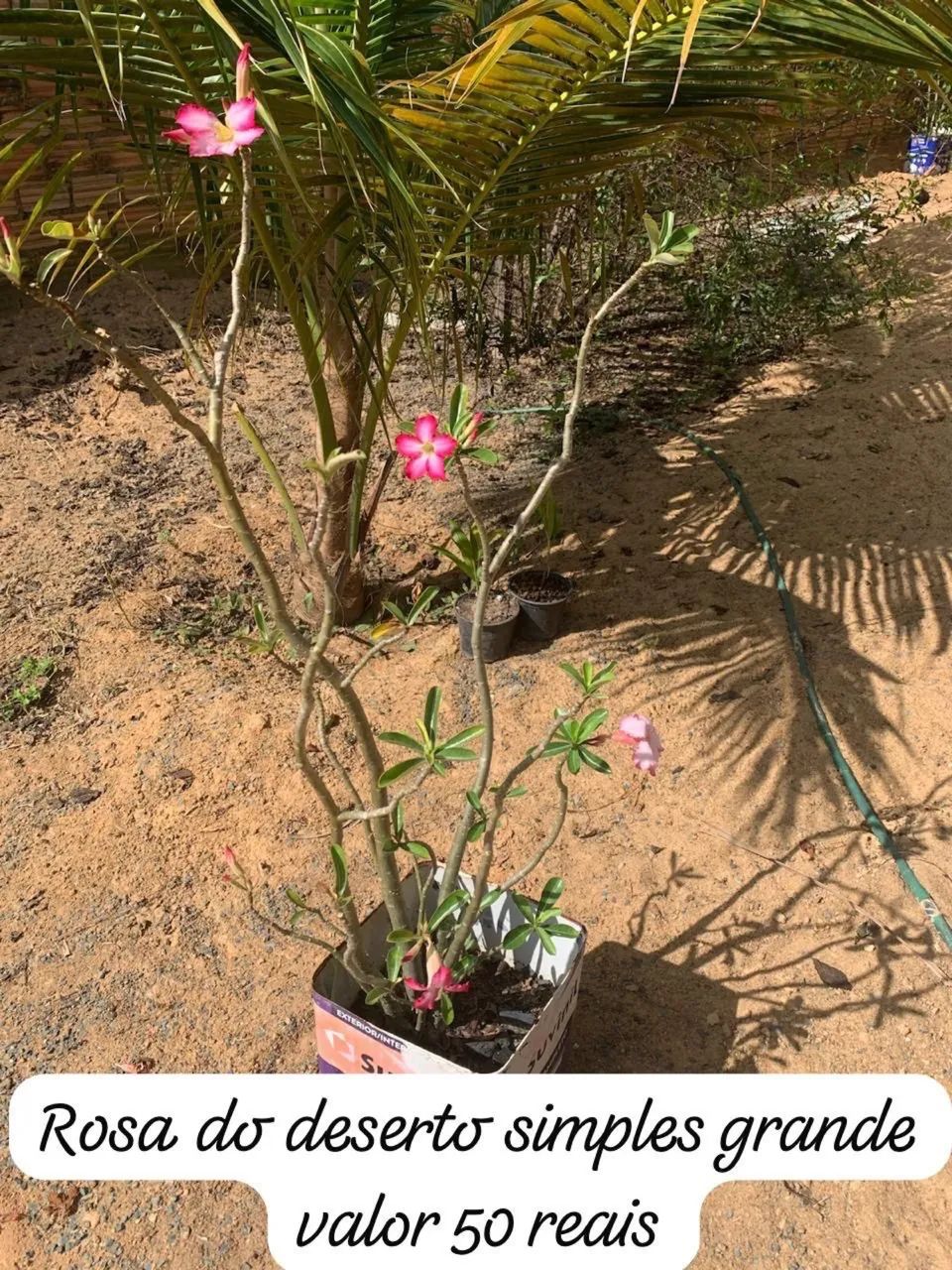 Venda de rosas do deserto  - Foto 3